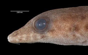 Media type: image;   Herpetology R-119351
